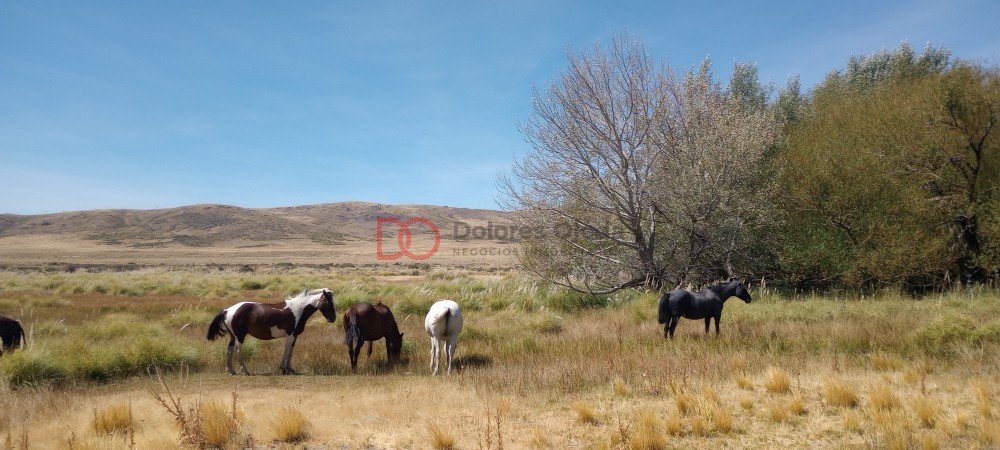 Campo en venta